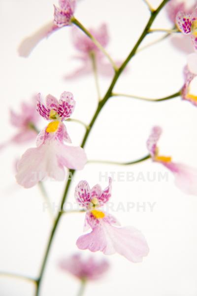 Oncidium Orchid Flowers
