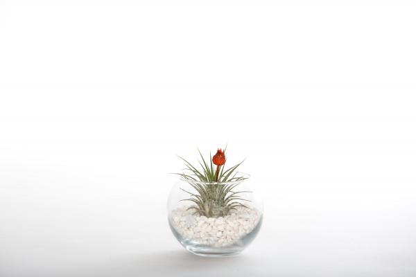 Dried Red Bud Terrarium - Small - With Plant/White Rocks picture