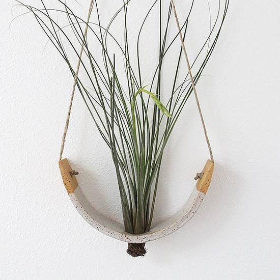 Air Plant Cradle "Buff" Large - With Plant picture