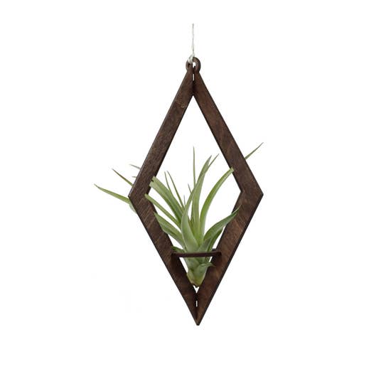 Diamond Walnut Tillandsia Hanger - With Plant picture