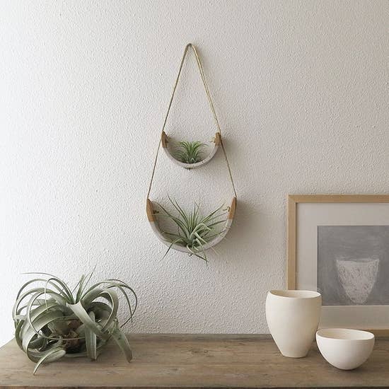 Air Plant Cradle "Buff" Small - With Plant picture