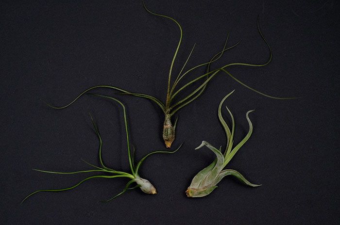 Air Plant 3 Pack - Wild Variety picture
