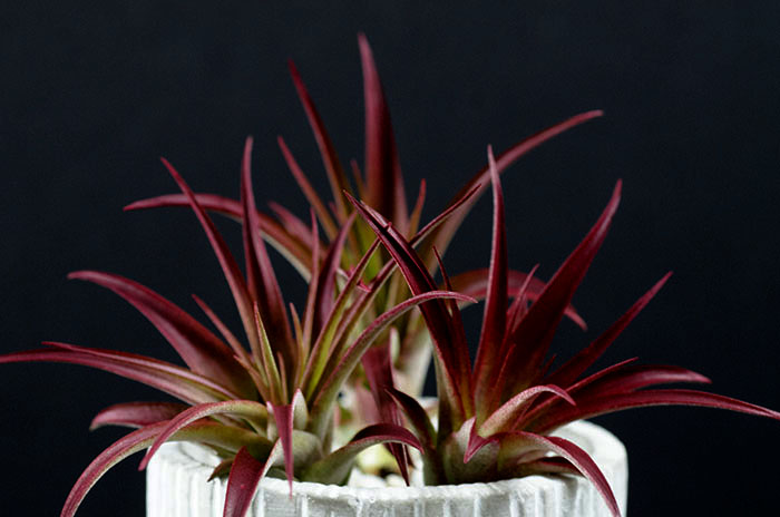 3 Abdita Air Plants - Tinted Red