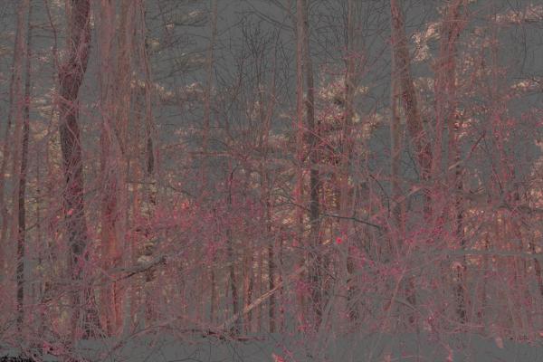 Pink Forest _ 1 picture