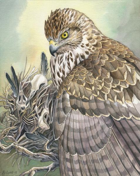 Nest - Hawk Print with Bones