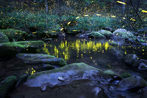 Reflections - Photo of fireflies, lightning bugs