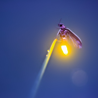 Firefly Experience - Photography by Radim Schreiber