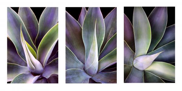 Agave Triptych