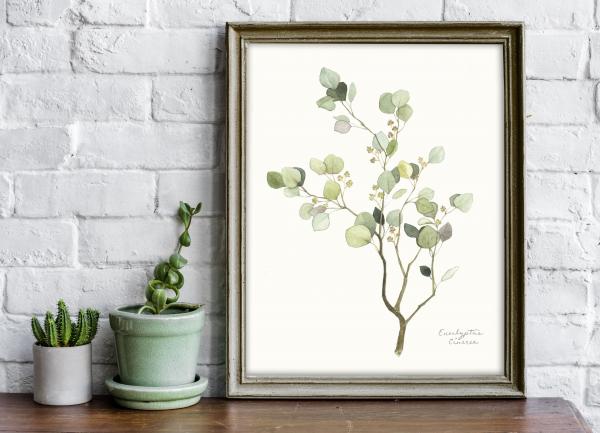 Eucalyptus - 11x14 Art Print picture