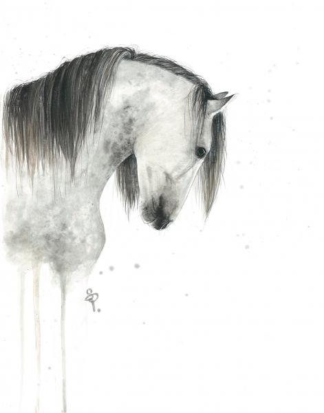 Dapple Grey Horse - 5x7 Art Print picture