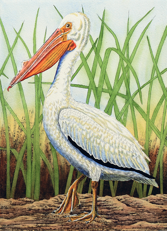 "White Pelican in Grass" picture