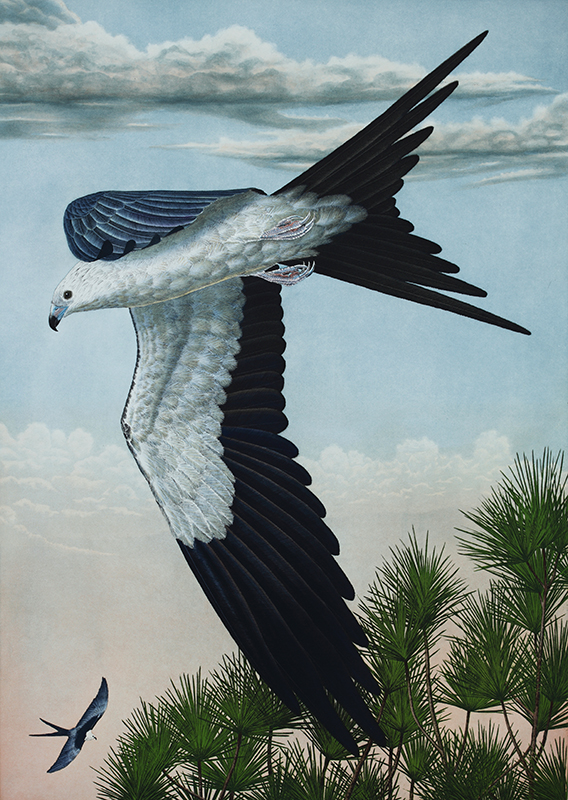 "Swallow-Tailed Kite" picture