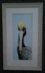 Pelican Portrait framed print on water color paper