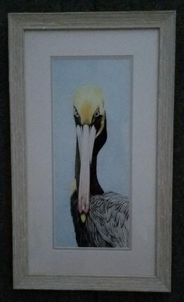 Pelican Portrait framed print on water color paper picture