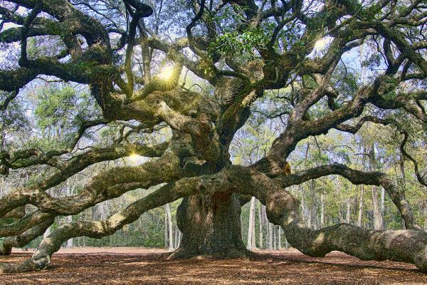 12" x 16" Angel Oak Matted Print picture