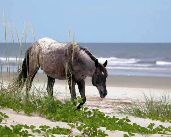 11" x 14" Wild Horse on Cumberland Island Matted Print picture