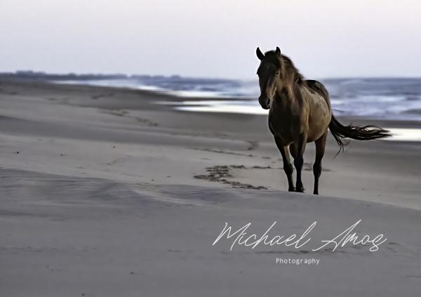 Wandering Horse - Corolla picture