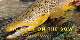 Bighorn on the Bow
