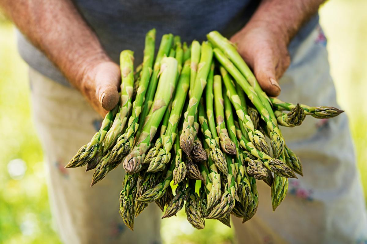 National Asparagus Festival