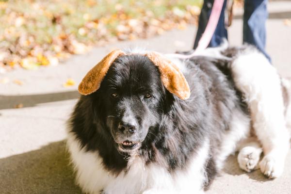 Spooky Pet Parade