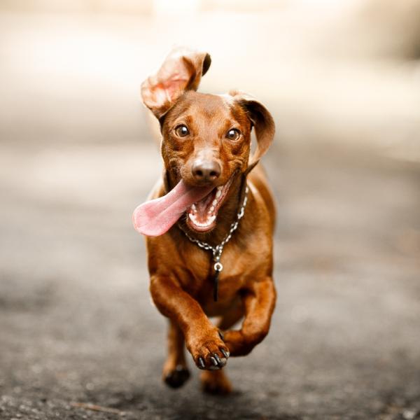 Racing Pup Application Racing Pup Application