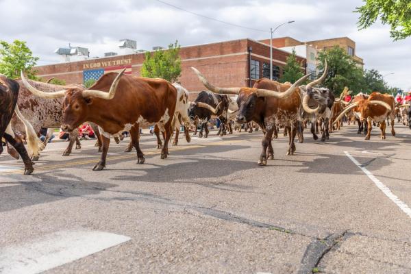 2026 Coors Cowboy Club Cattle Drive and Parade