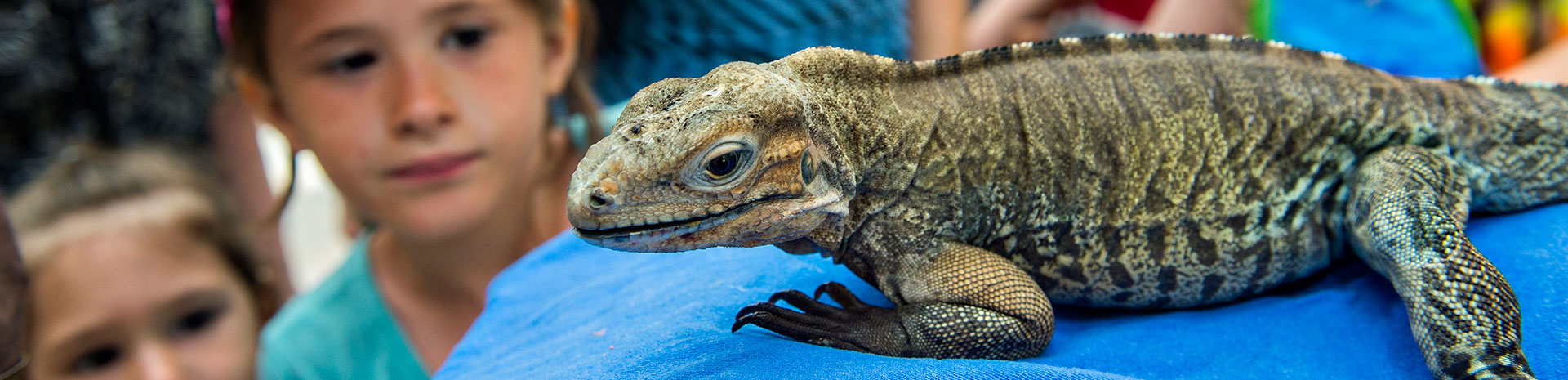 Reptile Day