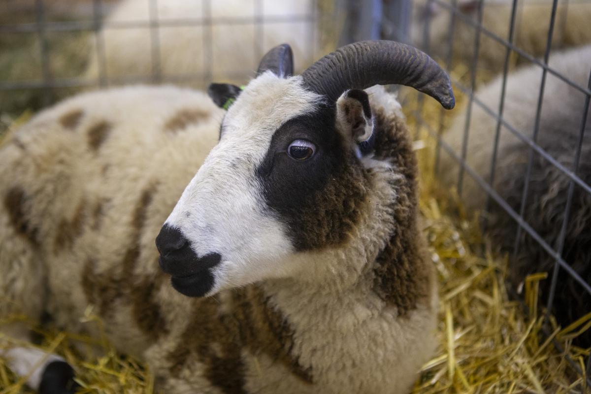 Sheep Show