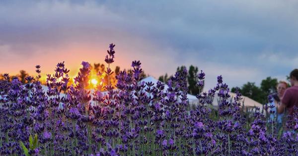 Lavender Festival 2024