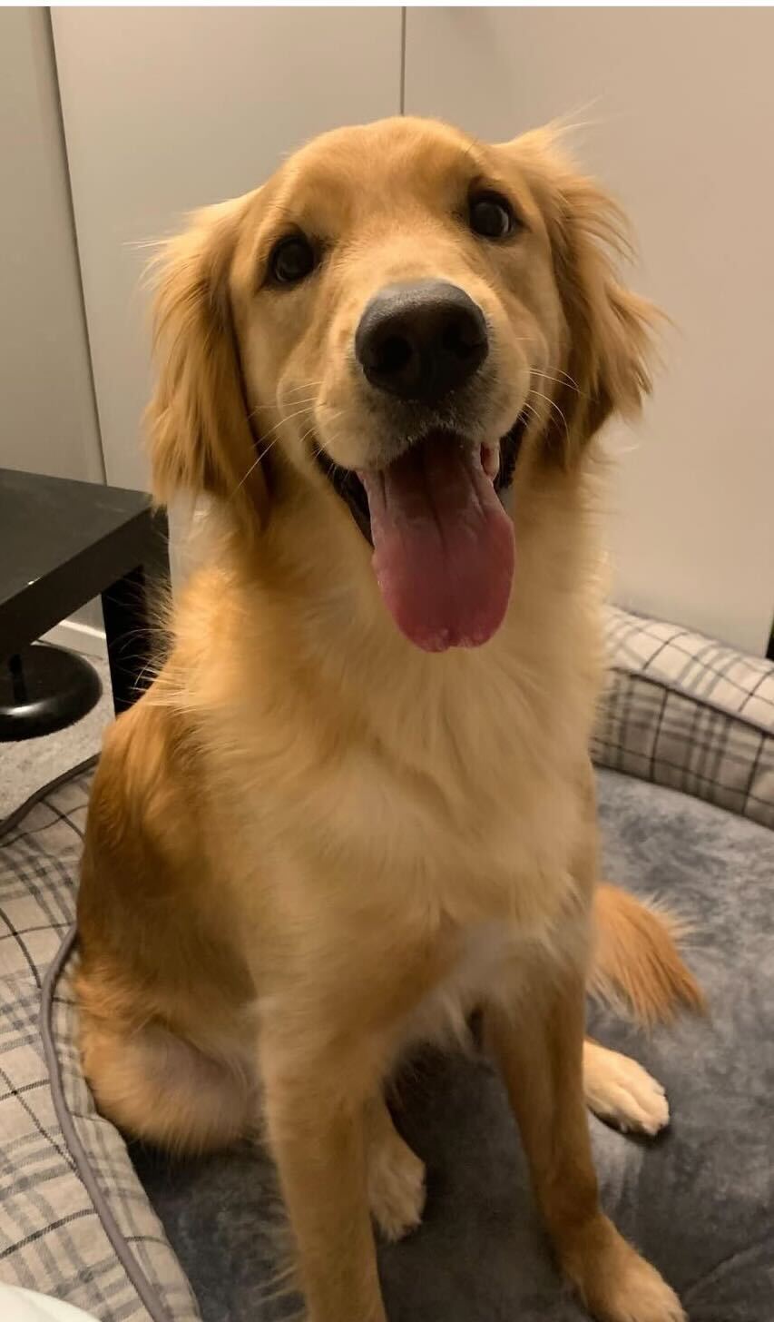 Dog