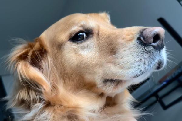 Golden Retriever Meet Up
