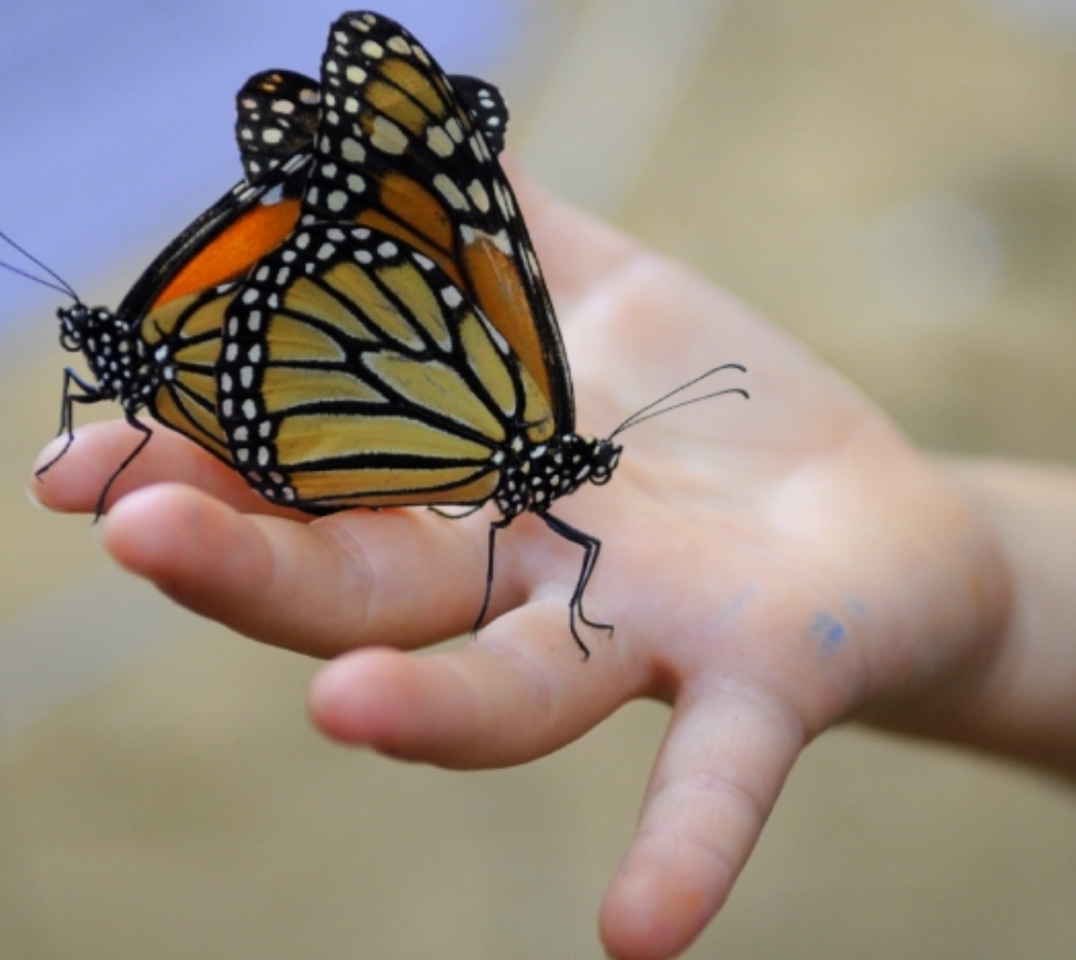 Butterfly Festival