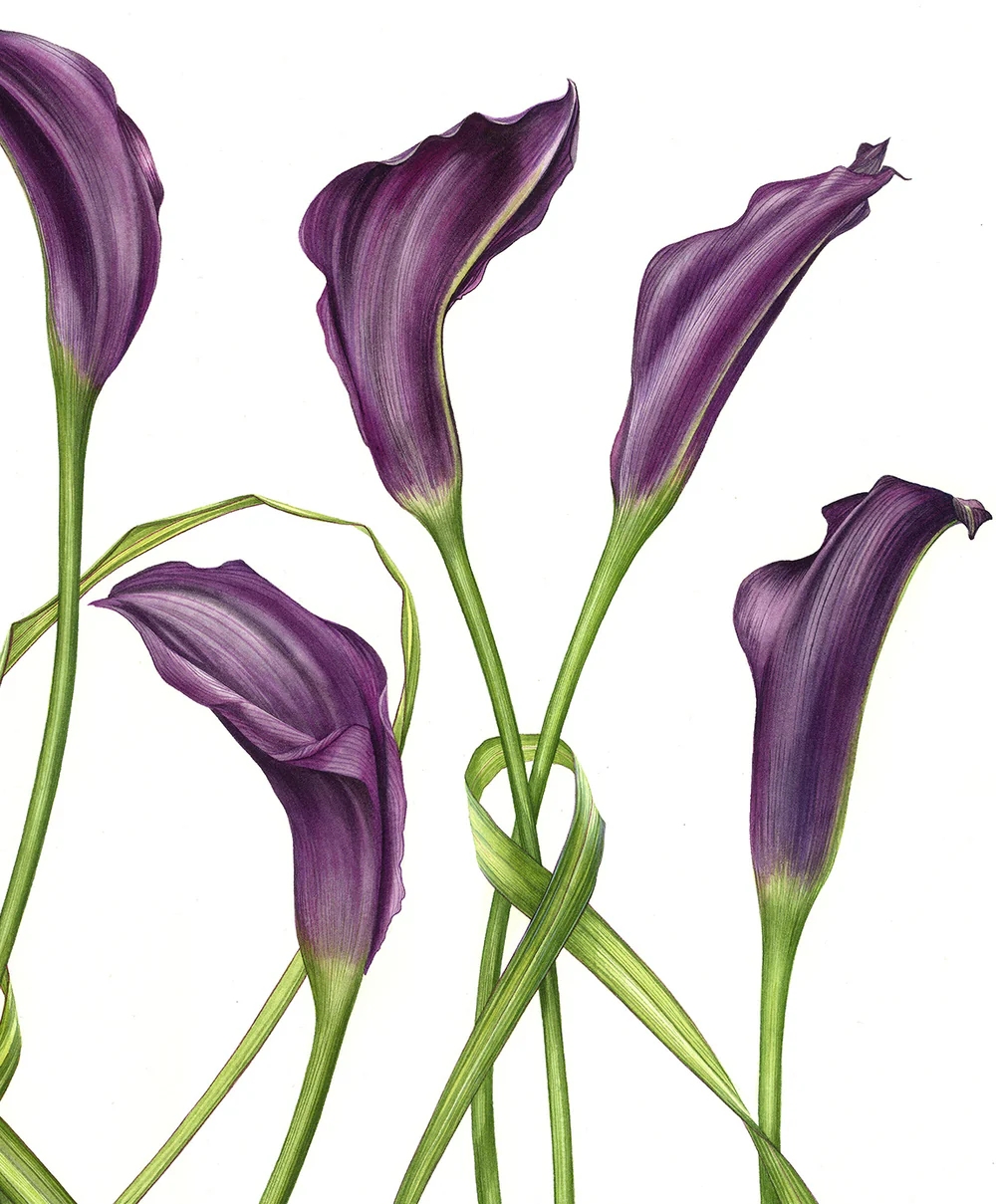 April Watercolors (4 sessions) Billy Showell - Botanical Structure & Layering