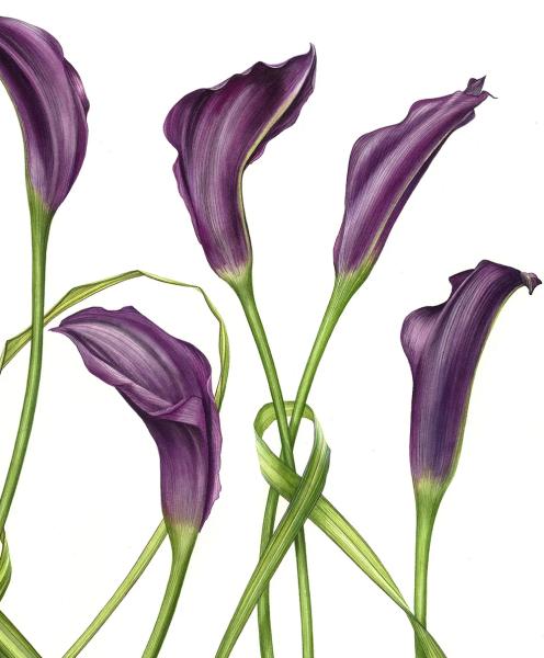 April Watercolors (4 sessions) Billy Showell - Botanical Structure & Layering