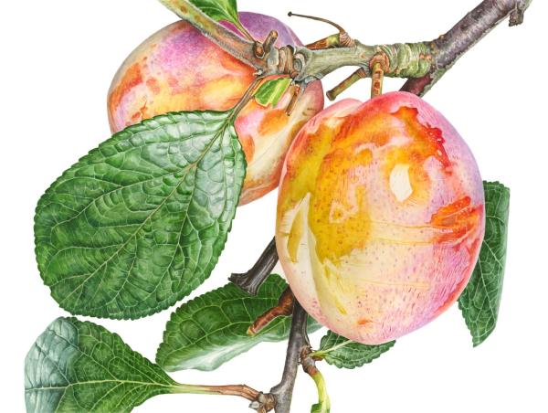 May Watercolors (4 sessions) Anna Mason- Contemporary Botanical Realism