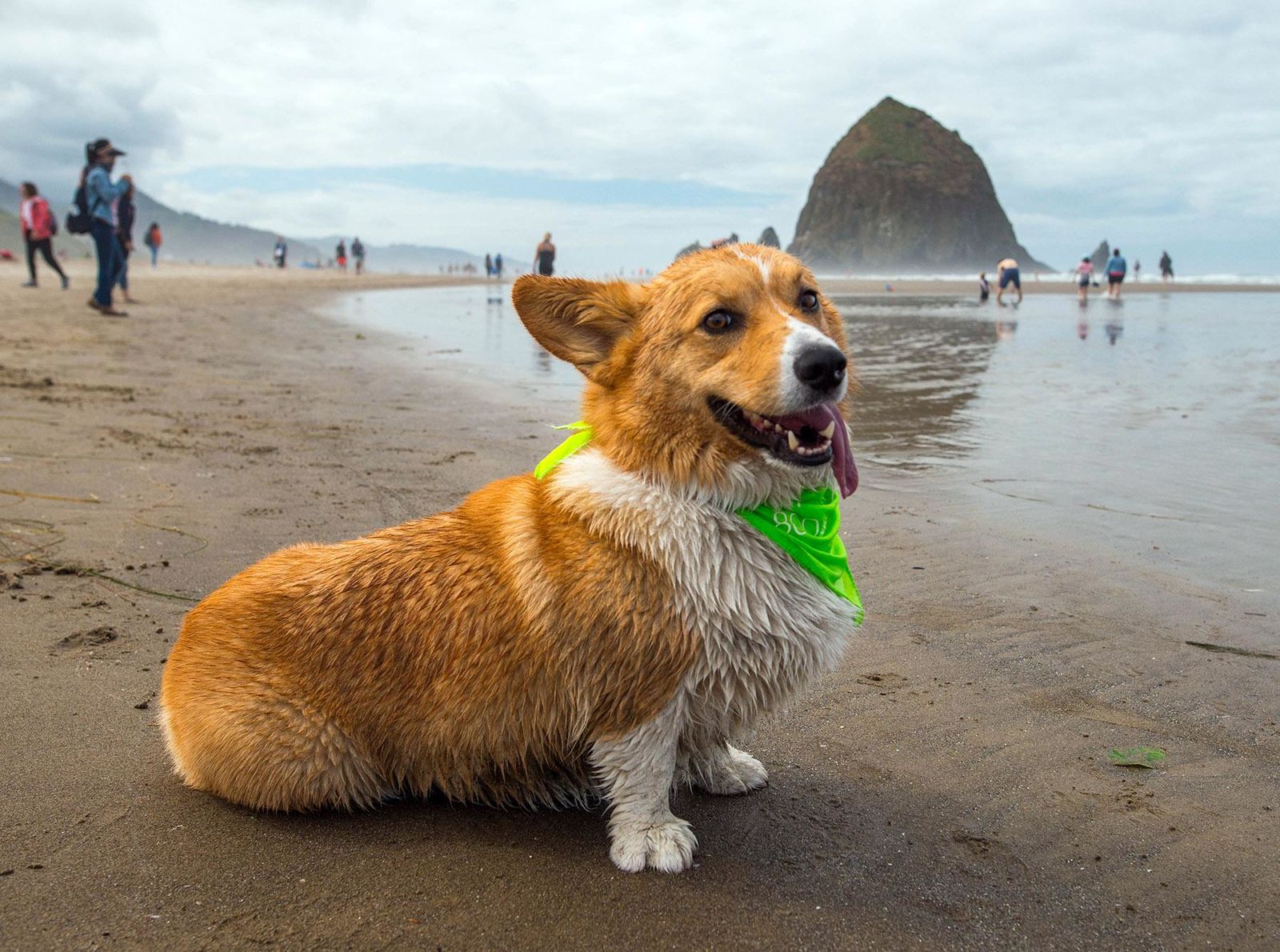 Corgi Beach Day cover image