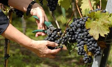 Wine Application