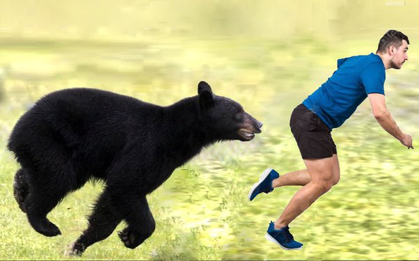 Can you out run a Bear? Race