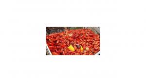 Crawfish/Shrimp Boil Ticket (Includes Drinks) cover picture