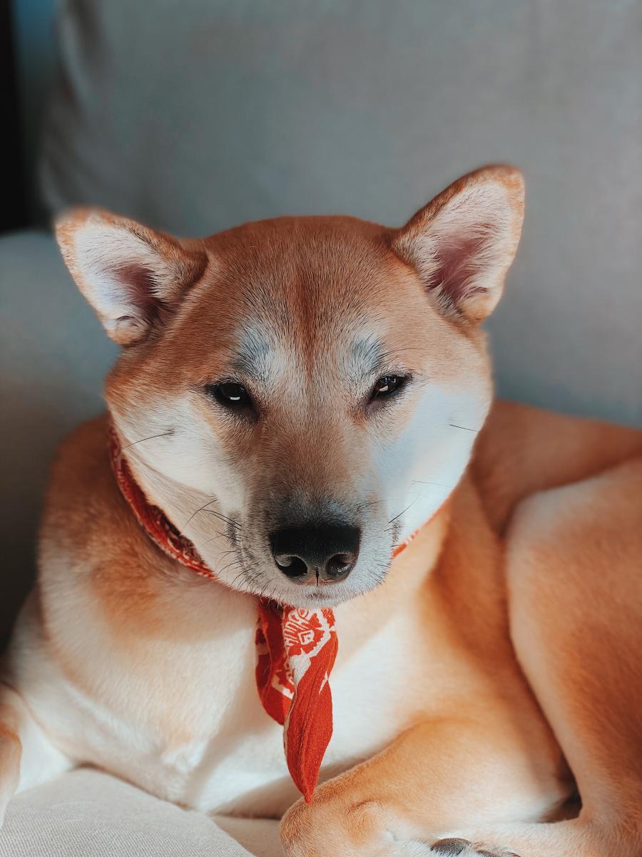 Shiba Inu Festival cover image