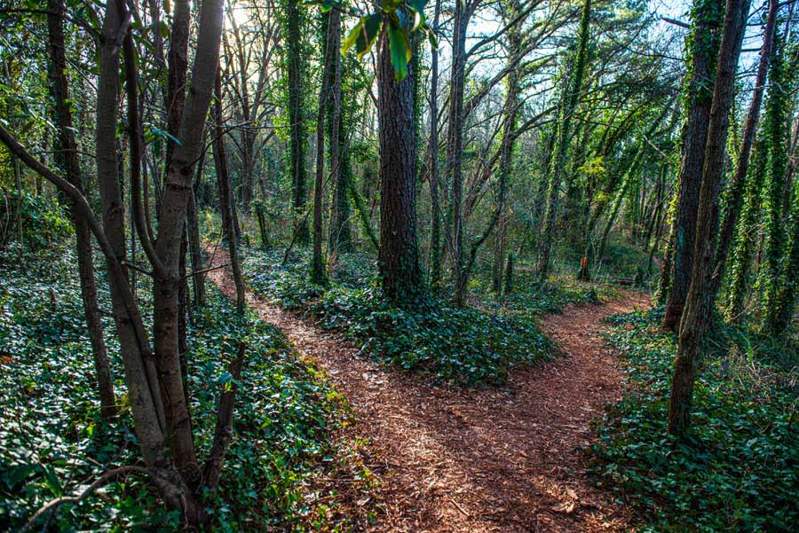Foraging as Ecological Care