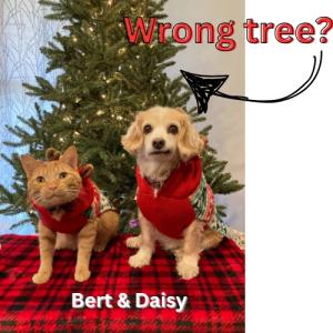 Dog & Cat Trick Show - Reserved Seating cover picture