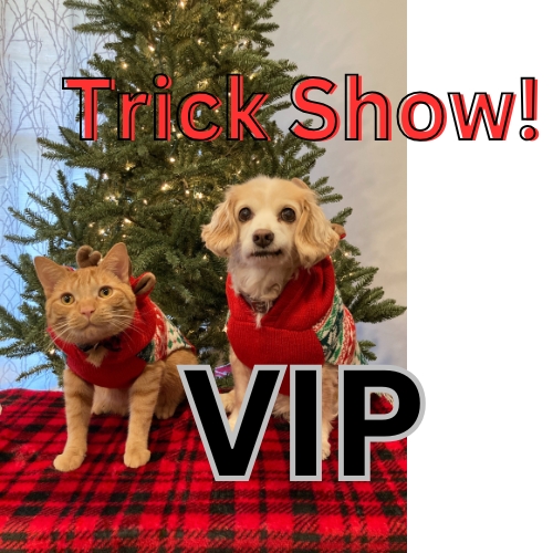 Dog & Cat Trick Show - VIP Experience cover picture