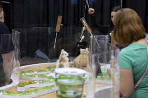 Shelter/Rescue/Feline Welfare Partnership