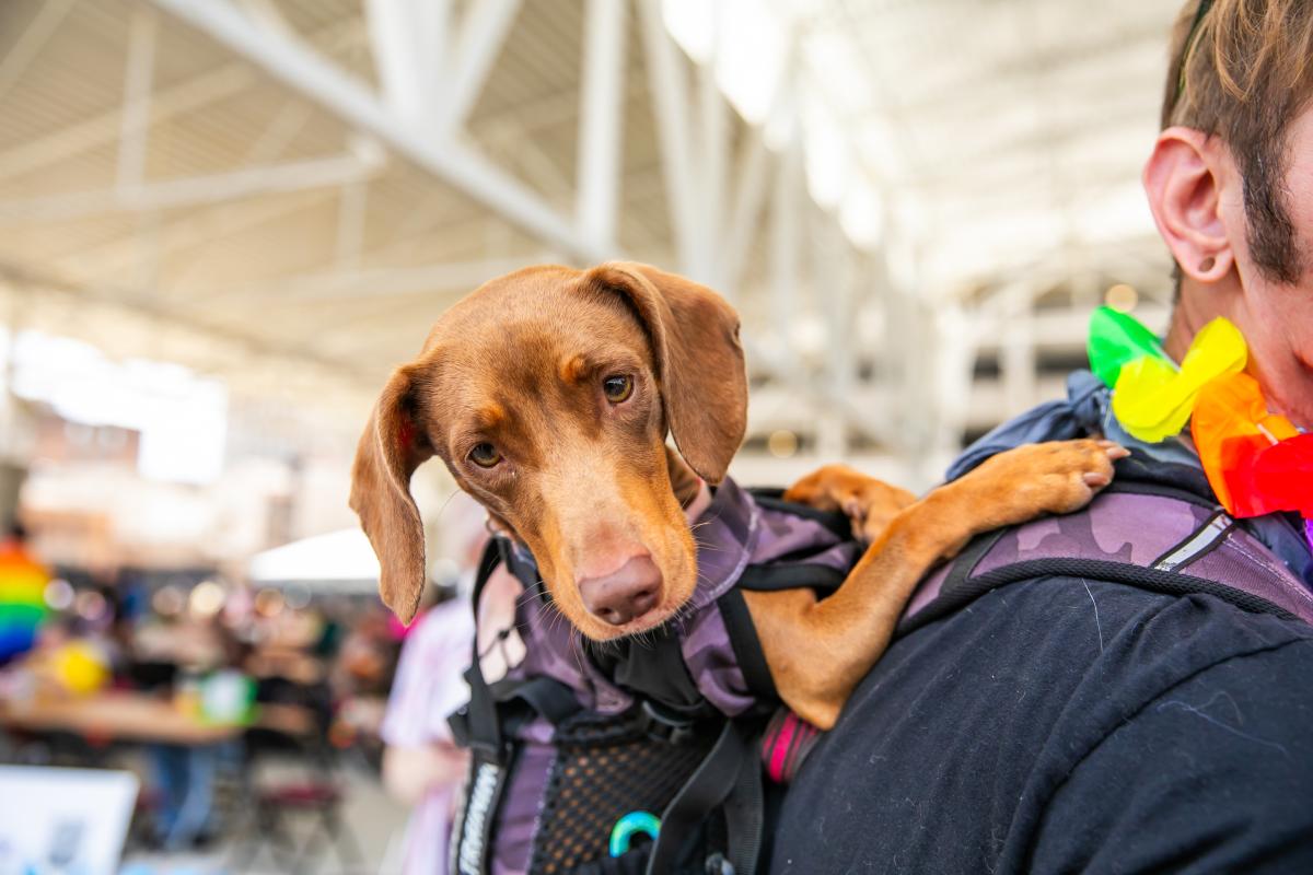 A head shot of a puppy harnessed on it's owner's backpack.