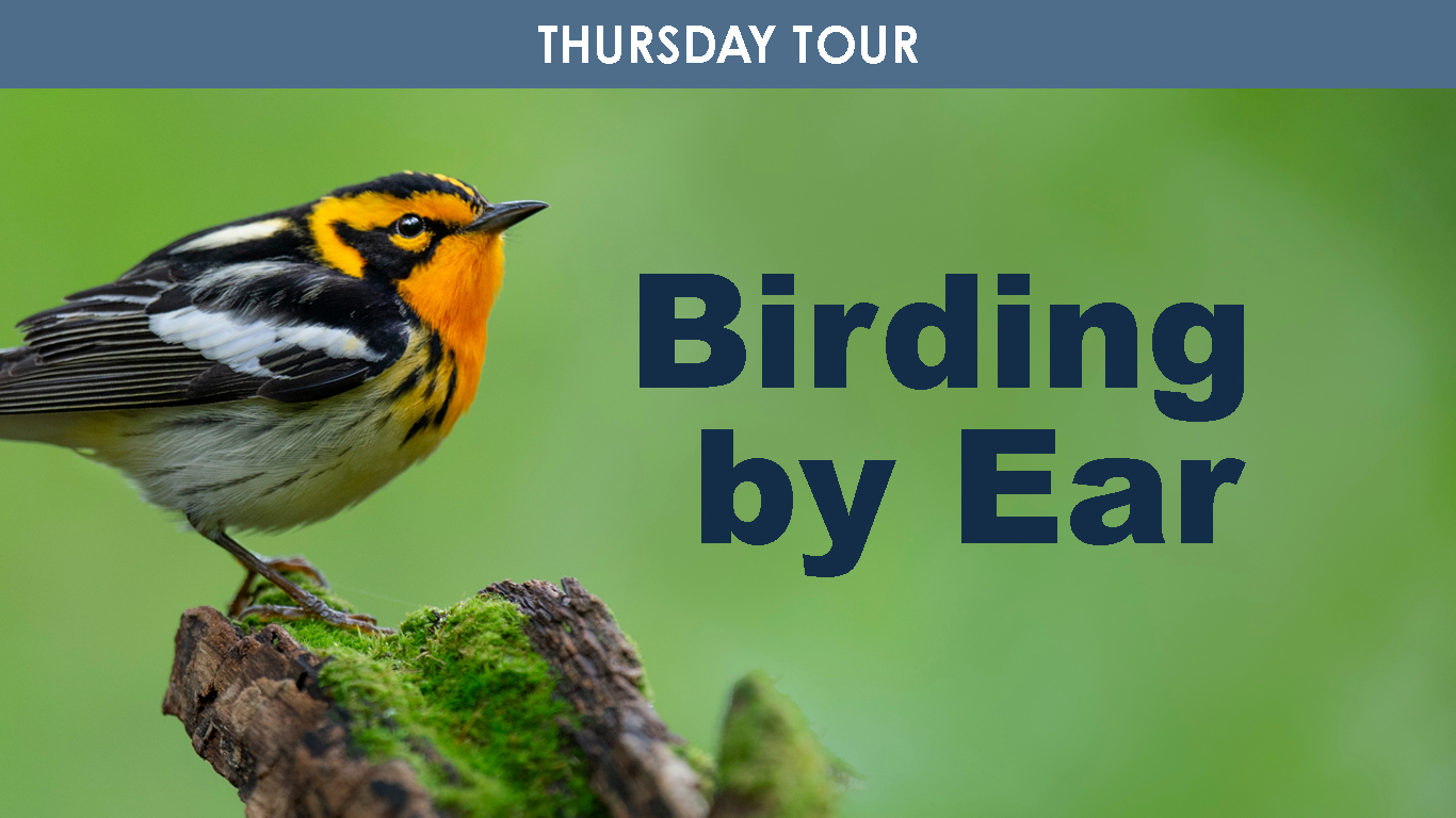 Birding By Ear (Thursday) cover picture