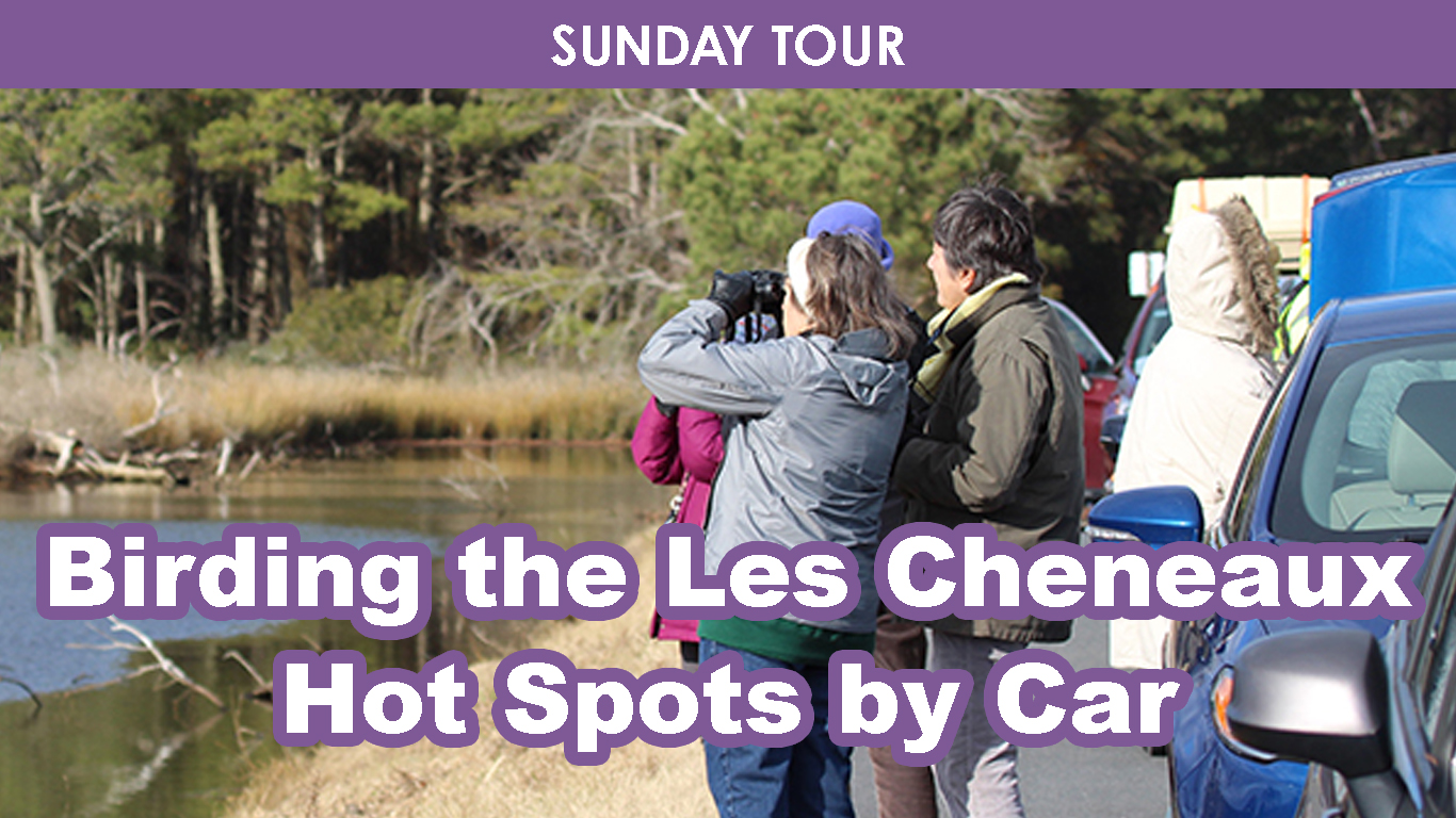 Birding Les Cheneaux Hot Spots by Car cover picture