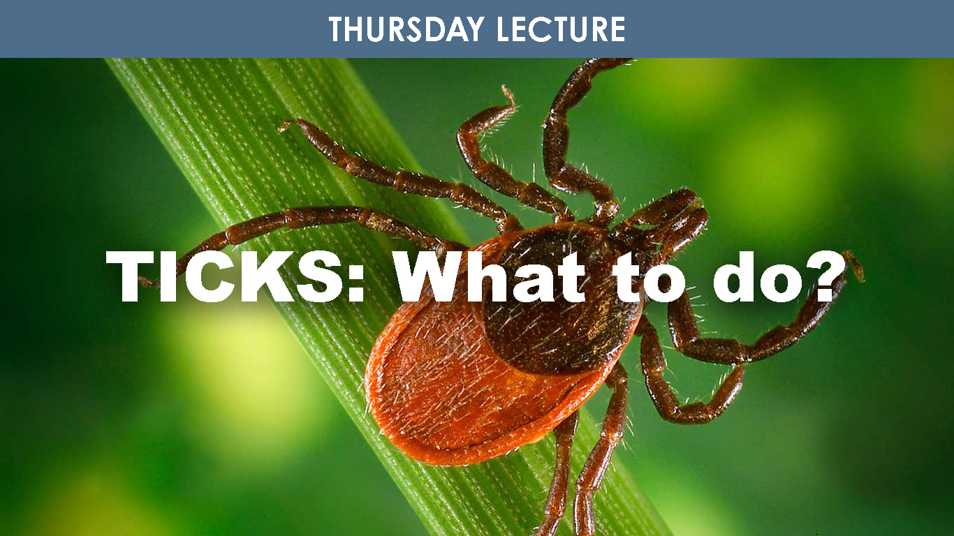 Ticks! What to do cover picture