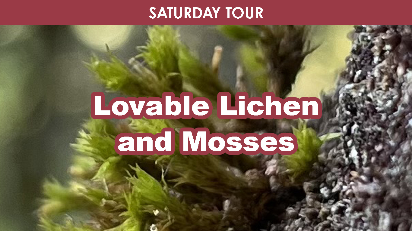 Lovable Lichens & Mosses (Saturday) cover picture
