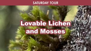 Lovable Lichens & Mosses (Saturday) cover picture